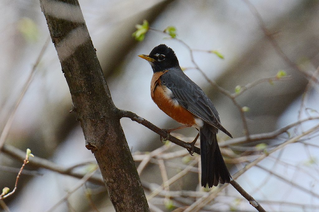 Thrush, American RObin, 2015-05044880 Broad Meadow Brook, MA.JPG - American Robin. Broad Meadow Brook Wildlife Sanctuary, MA, 5-4-2015